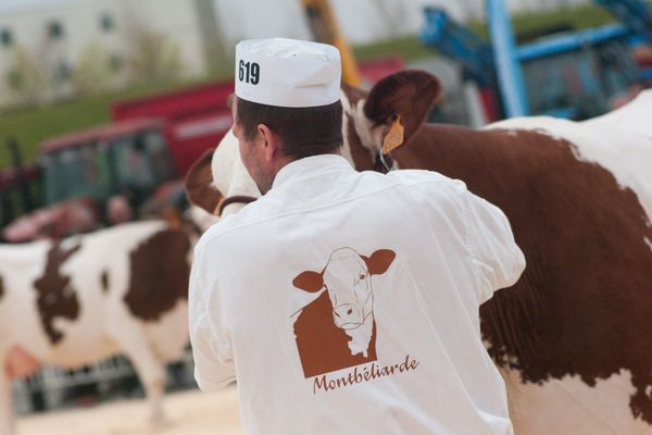 Les vaches de race montbéliardes ne pourront pas monter à Paris. Le salon de l'agriculture 2021 est annulé en raison de l'épidémie de Covid-19. 