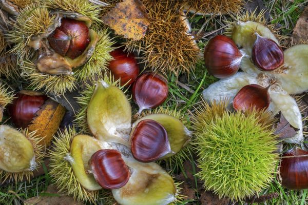 Le marron d'Inde dans sa bogue verte aux petits pics