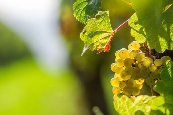 La vigne vulnérable au changement climatique