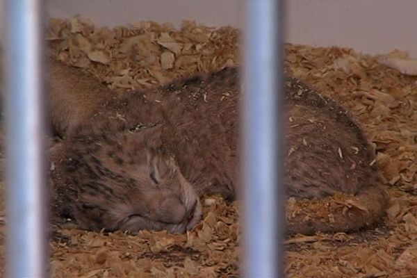 'L'un des deux lionceaux nés dans la nuit de lundi à mardi au Parc des expositions de Caen