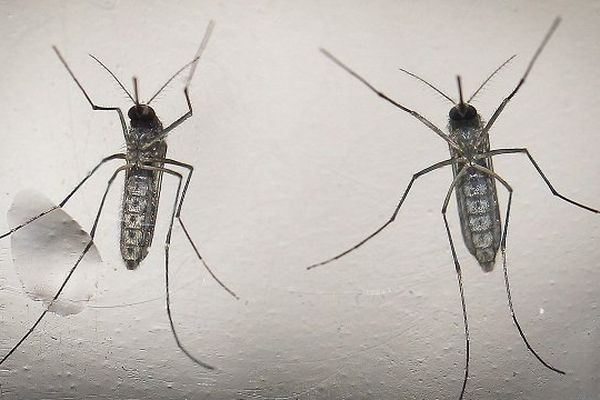 Le moustique Aedes aegpti dont la piqûre transmet le virus Zika