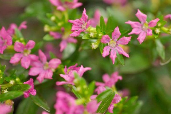 Dans les jardins secs, on retrouve des essences méditerranéennes, comme le myrte. 