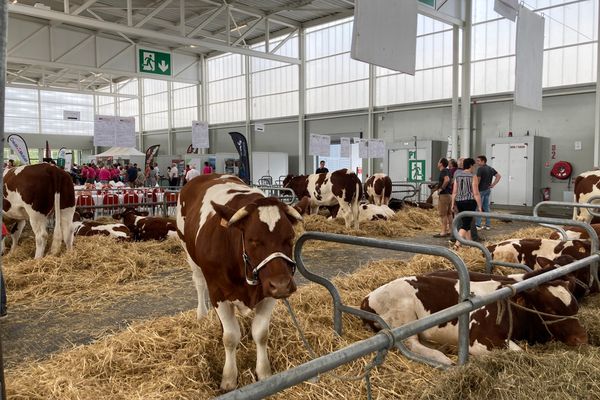 La Rouge des Prés est une race de bovins dont le berceau est en Maine-Anjou.