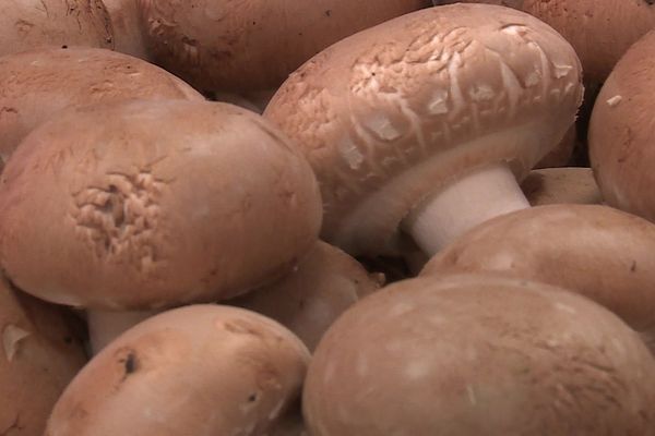 La Maison Vialade produit des champignons de Paris, à Rivesaltes, à côté de Perpignan.