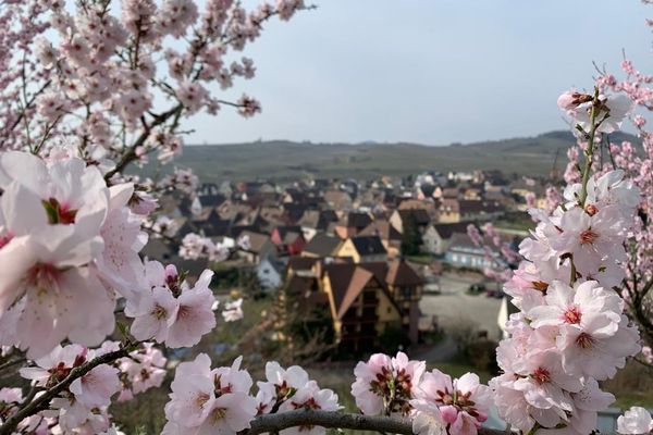 Comme un air de printemps au lieu-dit Mandelberg à Mittelwihr où les amandiers sont en fleurs depuis début mars. 