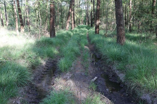 À l'ombre des arbres, l'eau de pluie est encore apparente et ne s'évapore que lentement. Dans le sol qui reste frais, une quantité importante d'eau tombée durant l'automne 2019 et l'hiver 2020