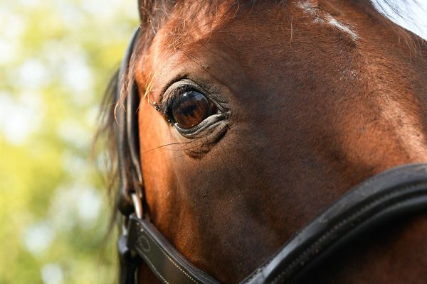 Après l'agression d'une jument à Garrevaques dans le Tarn, les éleveurs s'organisent pour protéger leurs animaux.