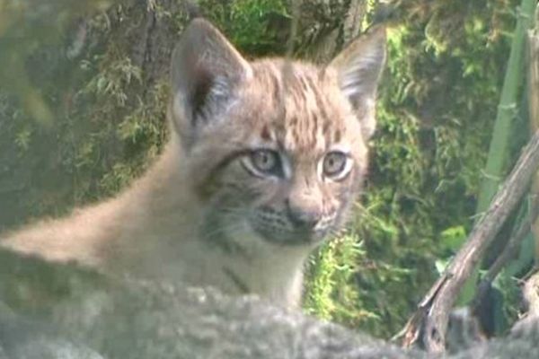 Bébés Lynx nés le 4 juin 2014 à la réserve de la Haute-Touche (Indre).  Leur naissance est l'aboutissement d'un programme de reproduction d’espèces menacées d’extinction. 