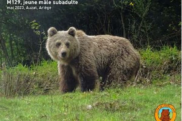 L'ours M 129 est un jeune mâle à l'attitude plutôt familière.