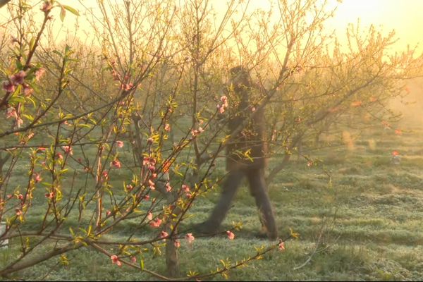 Les arboriculteurs ont subi d'importants dégâts à cause d'une vague de froid inédite.