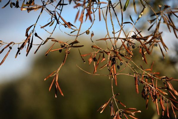 ILLUSTRATION - Un olivier touché par la bactérie Xylella fastidiosa dans les pouilles (Italie)