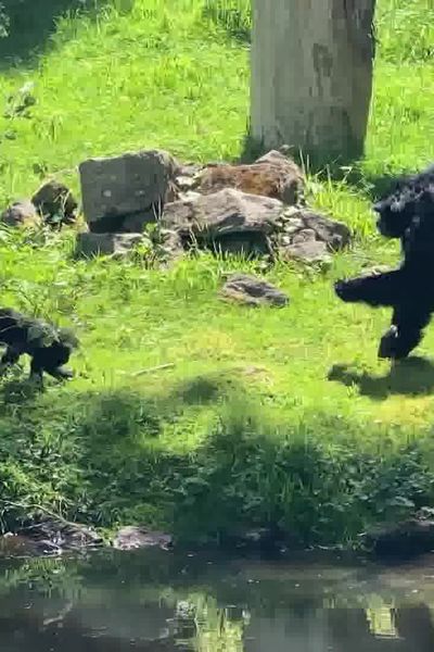 Le parc animalier de Branféré, au Guerno dans le Morbihan, a vu naître plusieurs animaux ces dernières semaines.