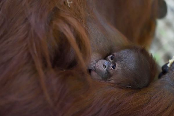 Le bébé orang-outan va bientôt fêter sa première semaine