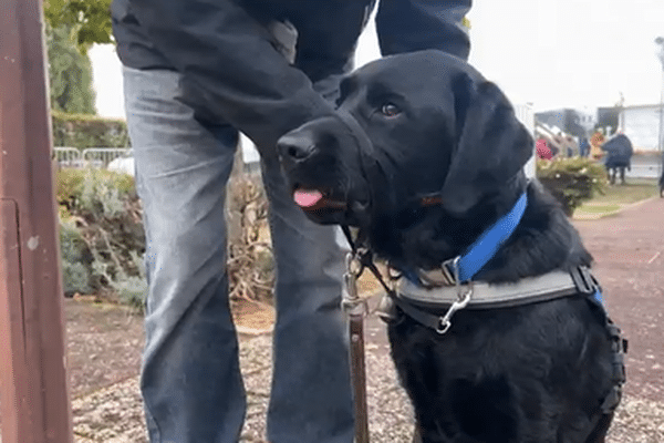 Les chiens guides d'aveugles peuvent répondre à près de 70 ordres