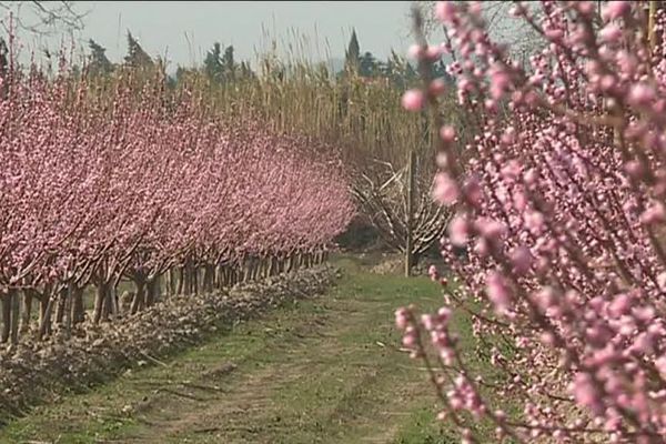  Les vergers en fleurs à Tarascon avant le gel de ce début semaine qui a occasionné de gros dégats chez les arboriculteurs du département