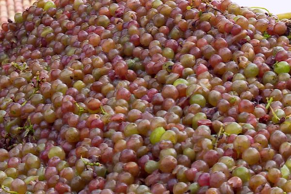 Des vendanges précoces et prometteuses, mais sur le blanc uniquement