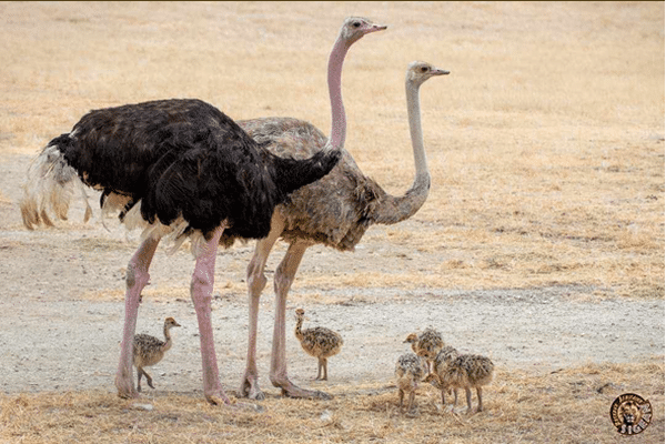 Voici les six bébés