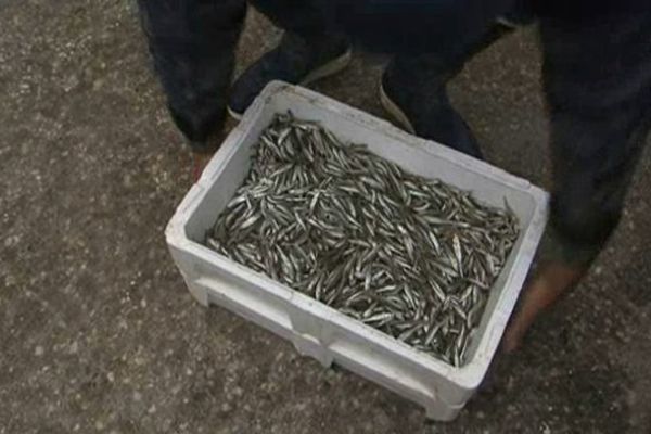 Des anguilles pêchées au port de la Pointe Courte 