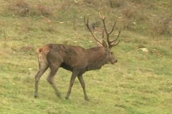 Une centaine de cerfs et 300 biches  vivent dans la forêt de la Pinatelle.