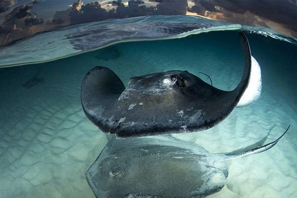 Vous pourrez découvrir les plus belles images sous marines de l'année.