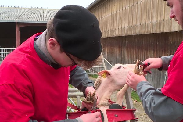 Des élèves d'un lycée agricole s'entraînent à la technique du parage. Couper l’onglon d’une brebis, un geste qu’ils devront reproduire vite et à la perfection lors du concours des ovinpiades au salon international de l'agriculture.