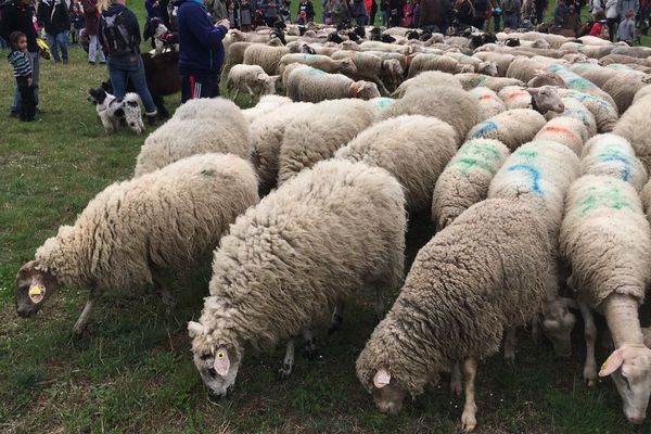 Les moutons vont rester quatre mois à Montpellier.