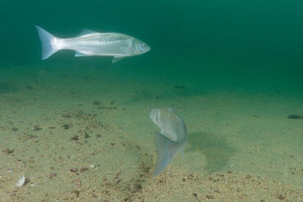 Des bars, langoustes ou lieus jaunes sont suivis grâce à un réseau de télémétrie acoustique.