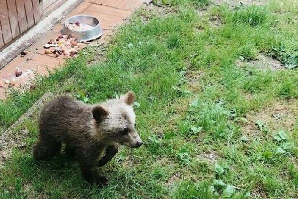 L'ourson qui s'était échappé a été retrouvé, capturé grâce à un cage avec appât