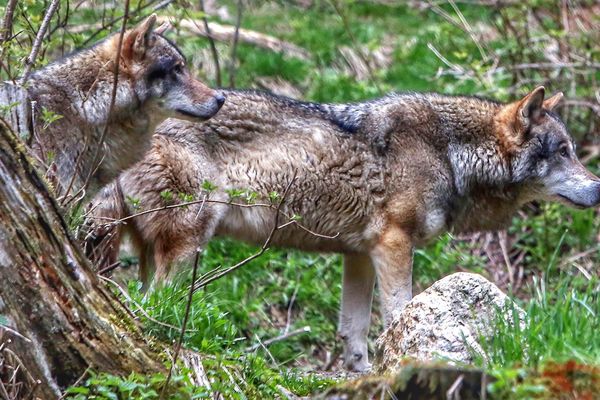 loups d'europe au parc alpha (06)