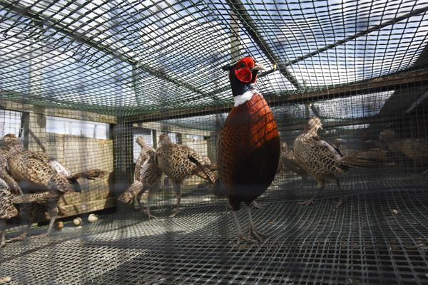 Les cages de reproduction regroupent un mâle et quatre femelles.