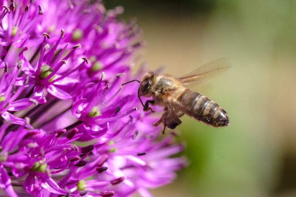 Importance de la pollinisation des abeilles