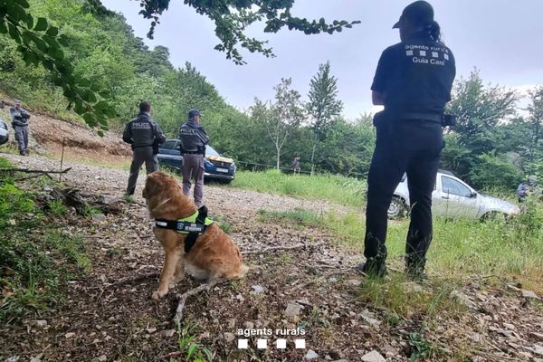 Le 22 juin 2023, une équipe, composée de deux guides canins catalans et de deux chiens spécialement entraînés à détecter les poisons et les carcasses d'animaux, est venue prêter main forte aux enquêteurs français.