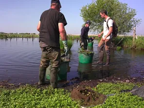 les quatre saisonniers recrutés cette année ramassent 20 tonnes de jussie en deux mois de campagne d'arrachage à la main de la jussie