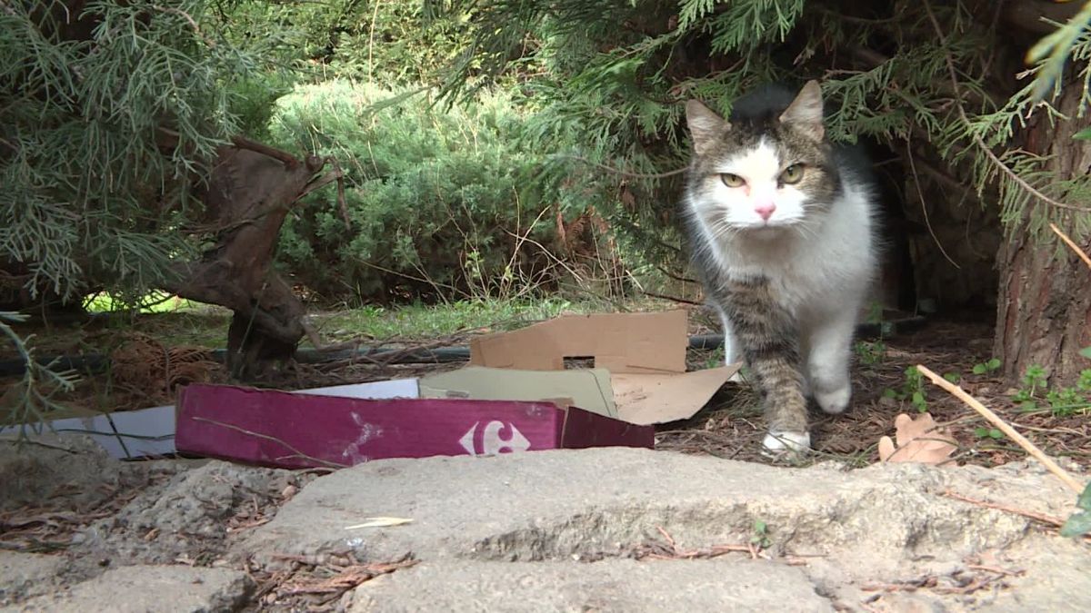 Pertuis Les Abandons Sauvages Se Multiplient Et Les Chats Errants Proliferent