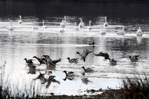 Le virus de l’influenza aviaire hautement pathogène (IAHP) a été identifié sur différentes espèces d’oiseaux de la faune sauvage en plusieurs sites du département de l'Aisne (image d'illustration).