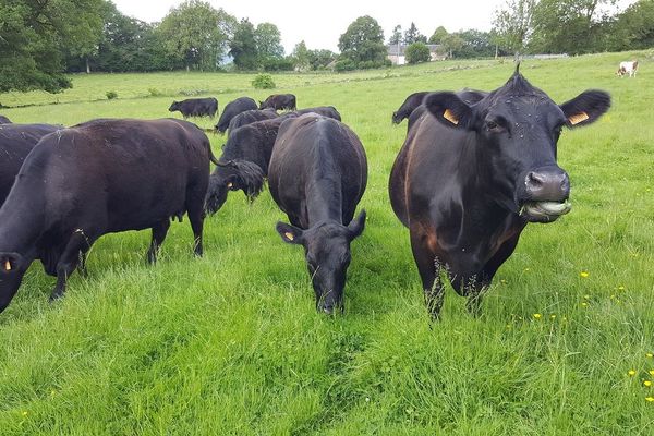 La vache Angus est un petit gabarit mais qui se vend mieux que la Charolaise ou la Limousine. 