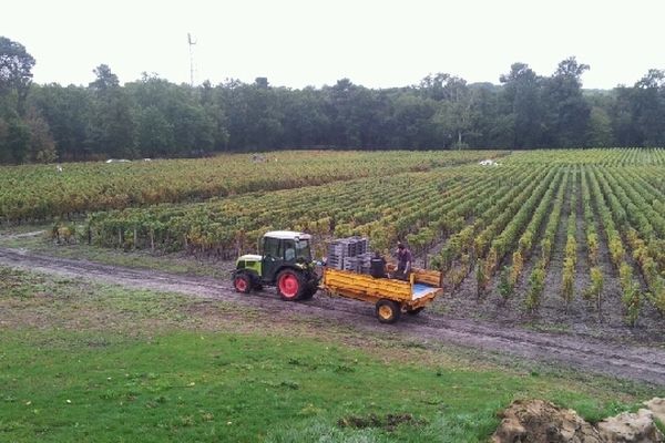 Les vendanges se poursuivent au château de Rouillac à Canejan en Gironde.