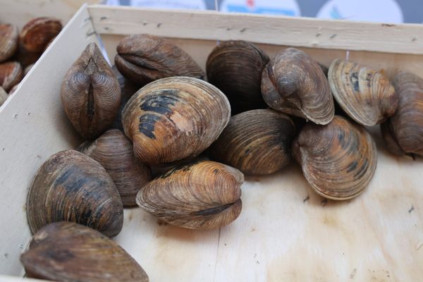 Peche à pied. Les professionnels manifestent contre la disparition des coques