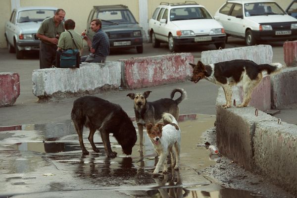 Les chiens errants, divagants ou malfaisants, peuvent être abattus jusqu'au 10 mai 2024 selon certaines conditions dans cinq communes de l'Aveyron.