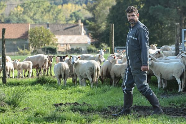 La présence d'un loup a été authentifiée en Gironde, comme annoncé par la préfecture ce lundi en fin d'après-midi. Sa présence a pu être établie grâce ? des images capturées par un piège photographique et par l'examen de brebis attaquées, une quarantaine depuis juillet en Haute Gironde. Kelly Belly, berger sur la commune de Val de Vienne, est à l'origine de l'alerte fin août 2024.