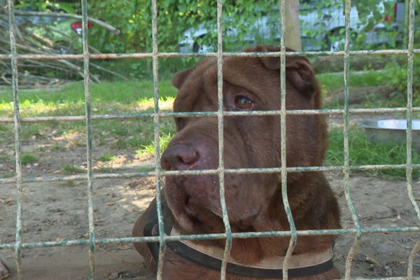 Les abandons d'animaux sont toujours plus nombreux en 2024, le 8 août 2024, en Haute-Vienne.