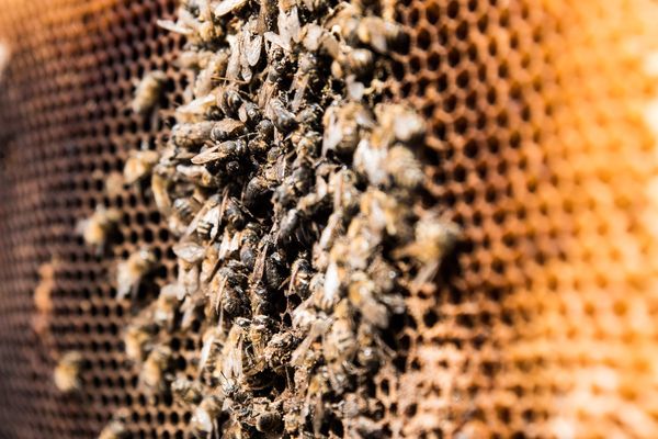 Dans le cadre de la mobilisation nationale "Mortalité des abeilles", les apiculteurs se sont rassemblés sur l'esplanade des Invalides à Paris, brandissant des cadres de ruches avec des abeilles bien mal en point. 