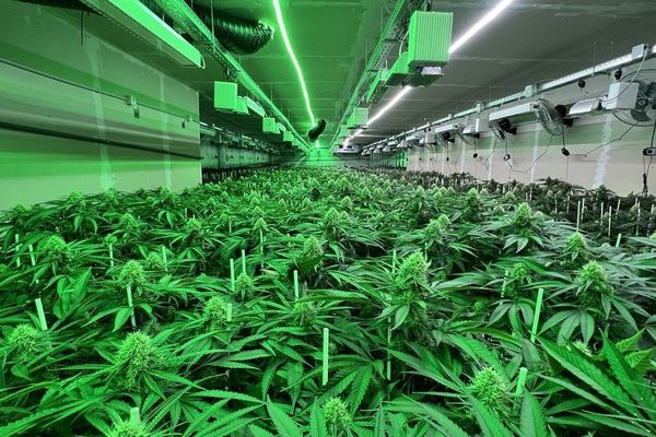 Au total, ce sont plus de 6500 plants de marijuana qui ont été saisis, accompagnés d'un équipement sophistiqué comprenant des climatiseurs, des luminaires, des ventilateurs et des filtres à air.