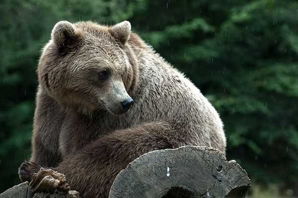 L'ours brun des Pyrénées  Portail des parcs nationaux de France