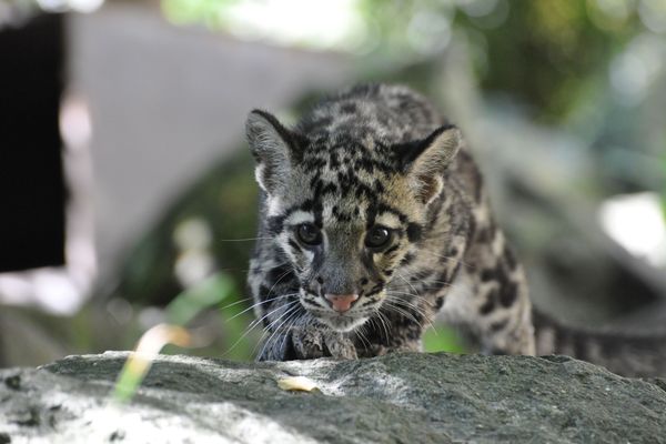 Un bébé panthère nébuleuse au parc zoologique de Mulhouse