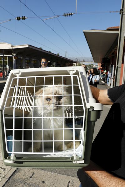 Un chat dans une caisse de transport à la gare d'Antibes le 29 septembre 2023.