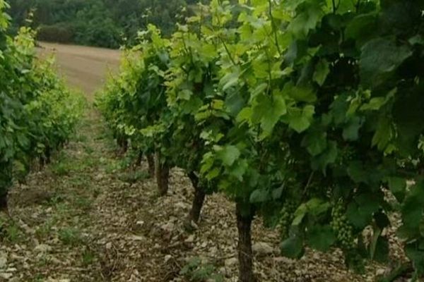 Les vendanges s'annoncent un peu en avance dans l'Yonne, synonyme d'un bon crû 2014