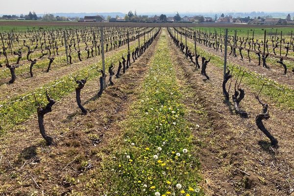 Dans l'Allier, les vignes ont souffert des gelées survenues au début du mois d'avril.