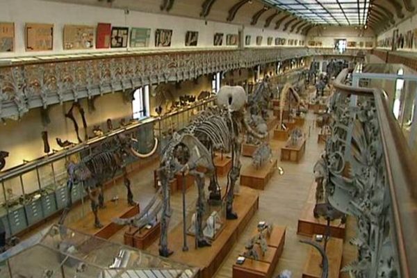 La galerie d'anatomie Comparée et de Paléontologie