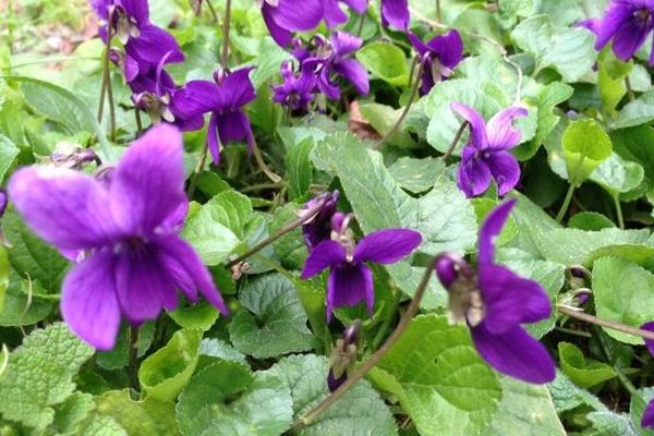 Des violettes plein le jardin - Toulouse